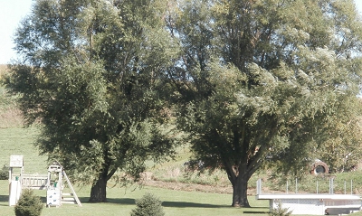 Hybrid Willow Large Shade Trees