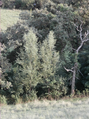 Young Hybrid Willows